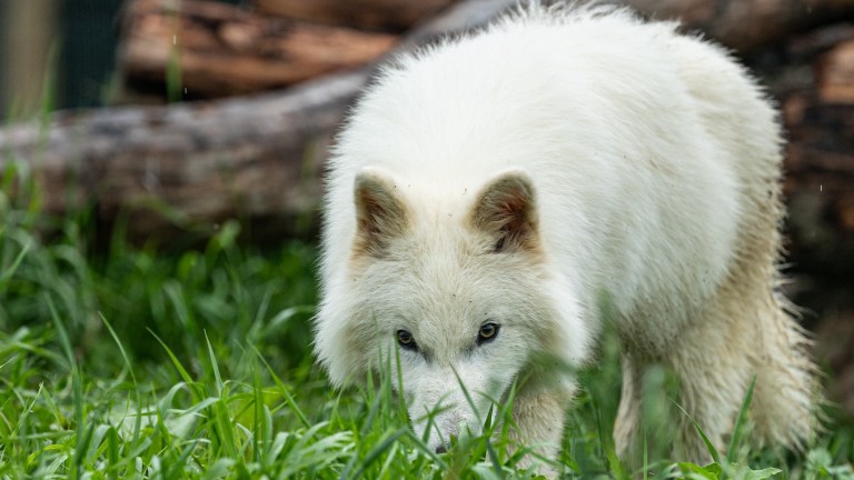 Khaleesi the dire wolf